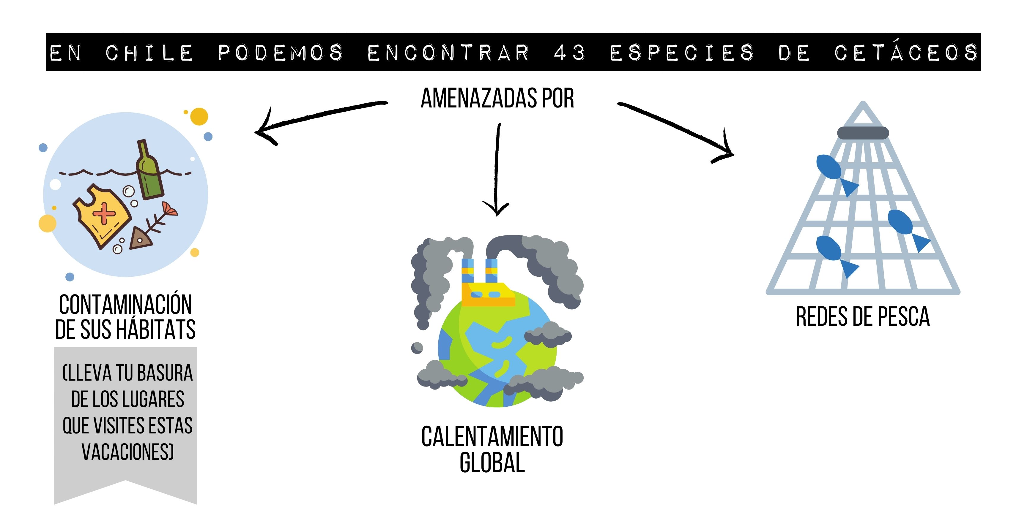 En Chile podemos encontrar 43 especies amenzadas por contaminación, pesca y calentamiento global