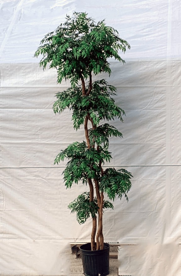 8 Foot Artificial Silk Ming Aralia Tree Custom Made on Natural Wood