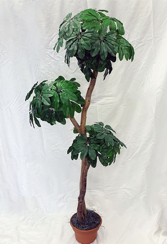 5 Foot Artificial Silk Hawaiian Arbicola Topiary Custom Made on Natural Wood