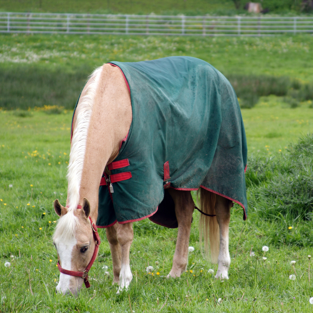 Horse Blankets | Piccard Pets