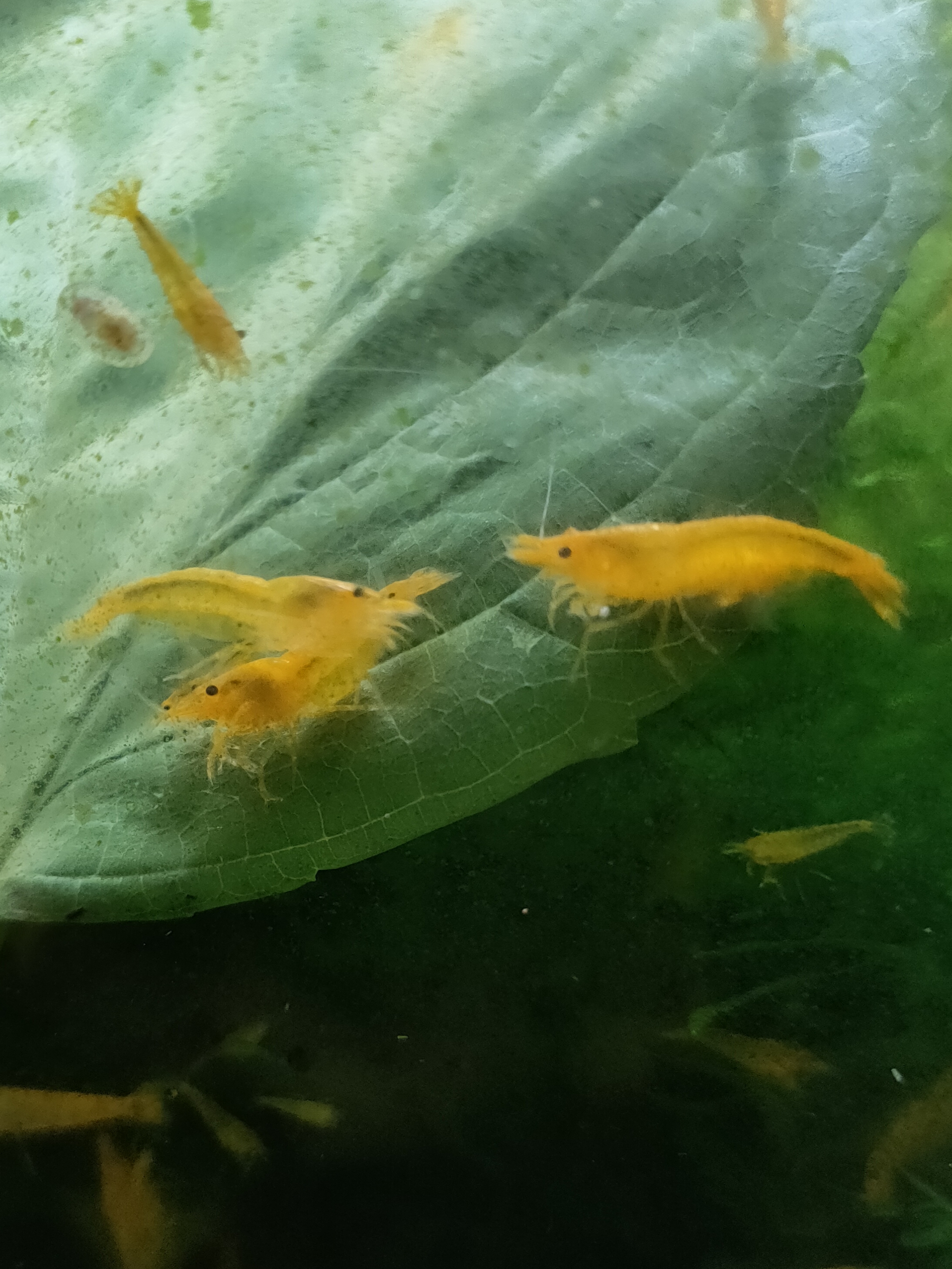 Very High Grade Yellow Cherry Shrimp (Neocaridina davidi var. "Yellow") 