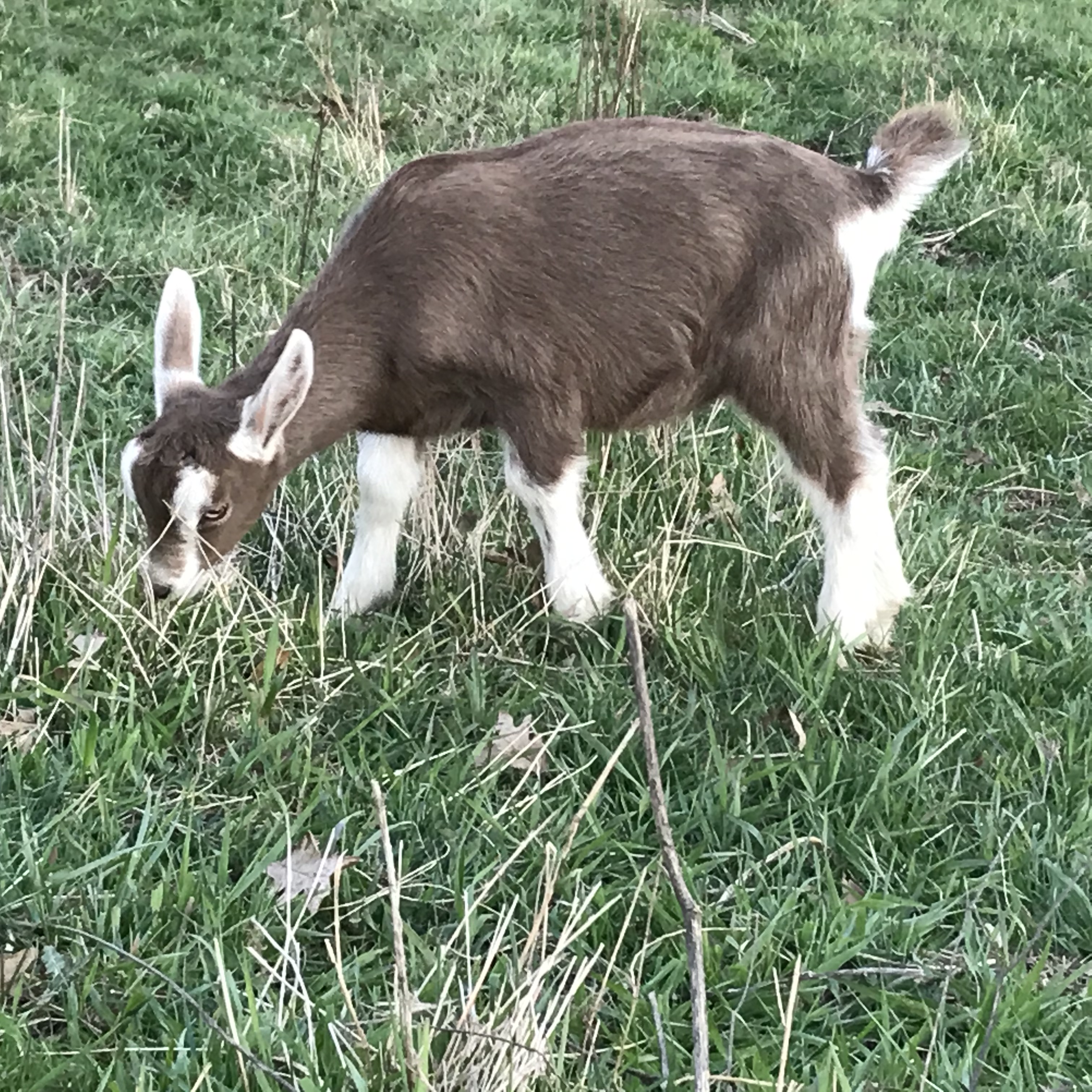 baby goat in pasture