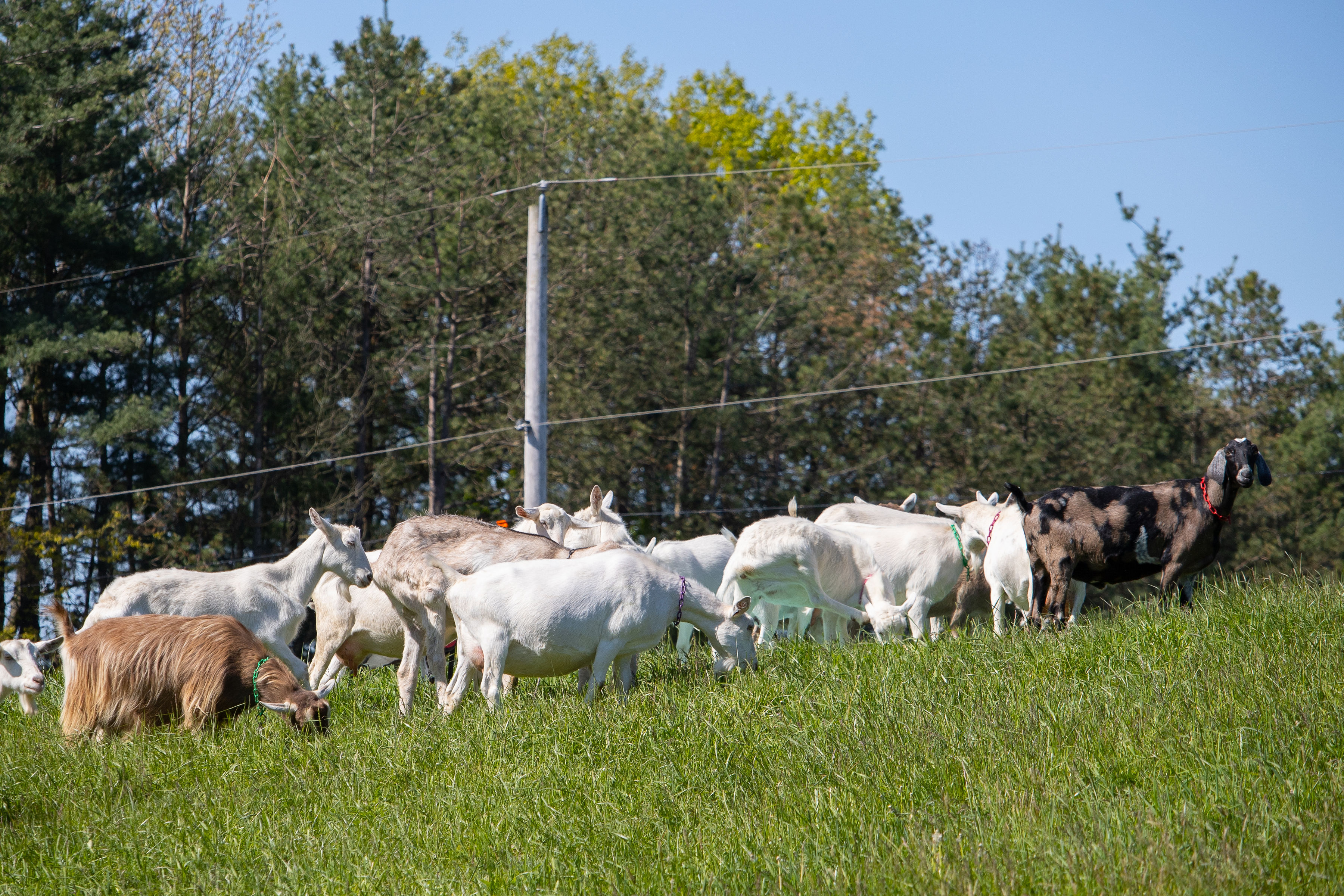 goat farm, dairy goats, goats, goats on a hill
