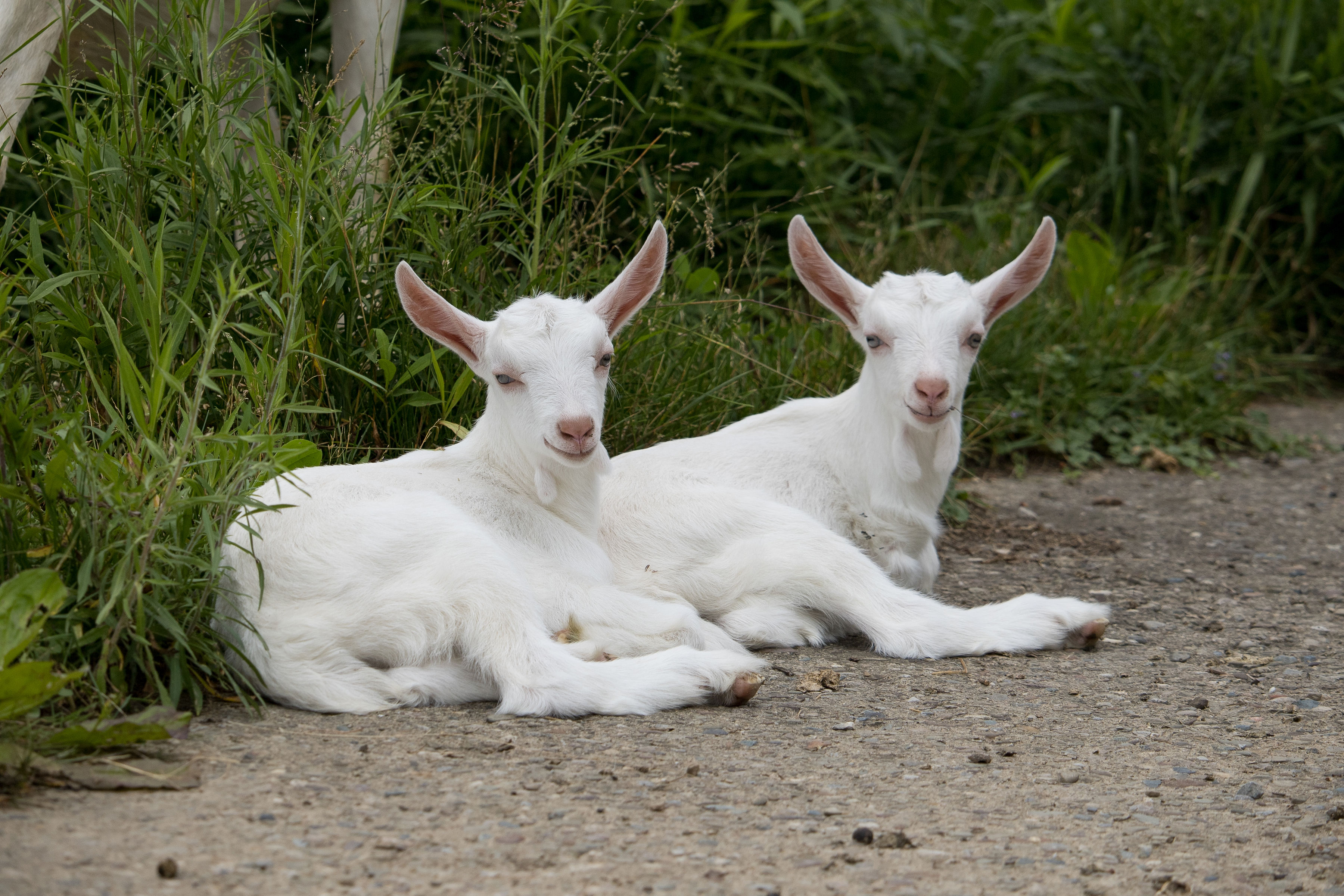 baby goats, saanen baby goats, dairy goats