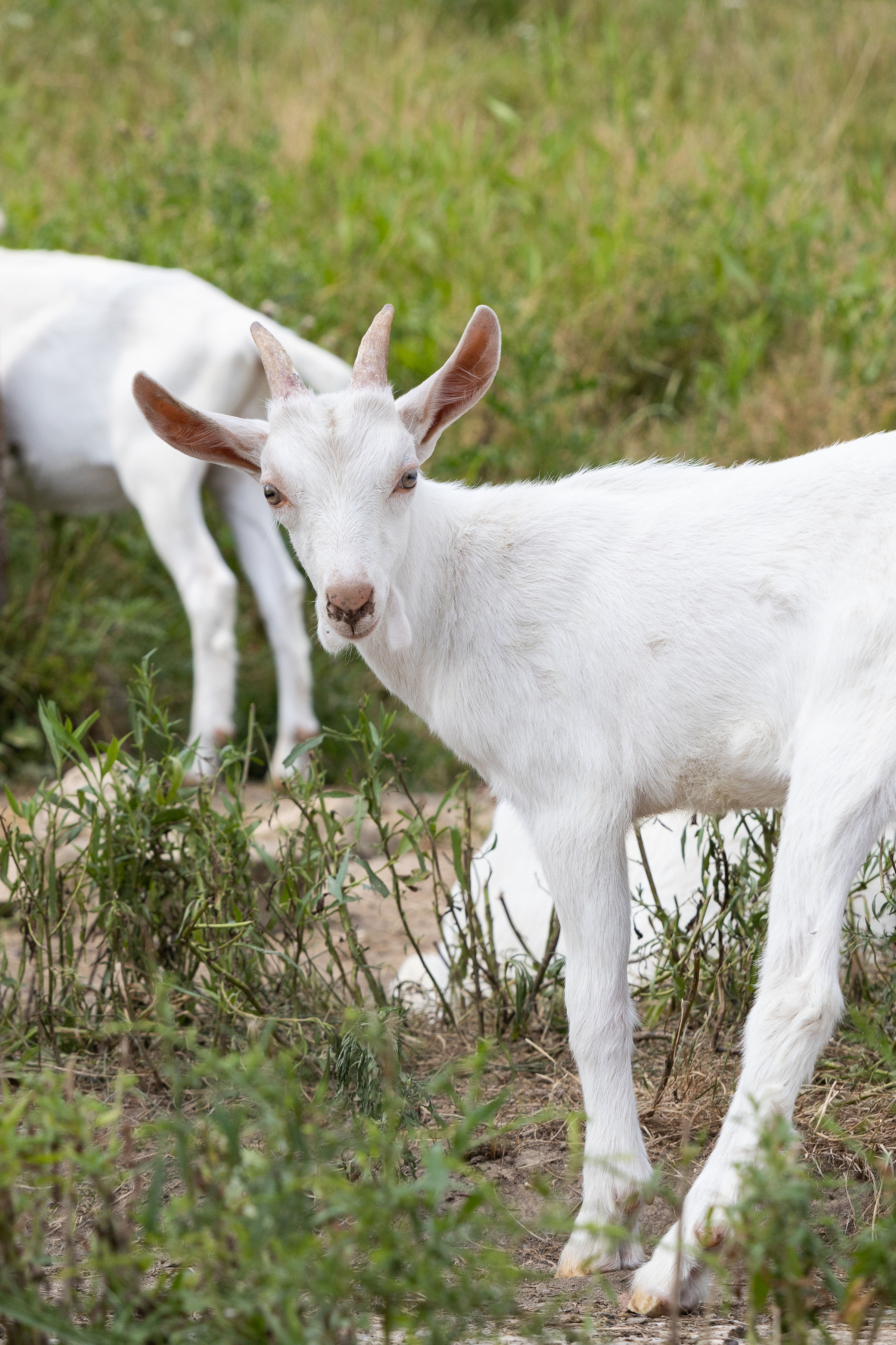 baby goat, Harlow the Three Legged Goat