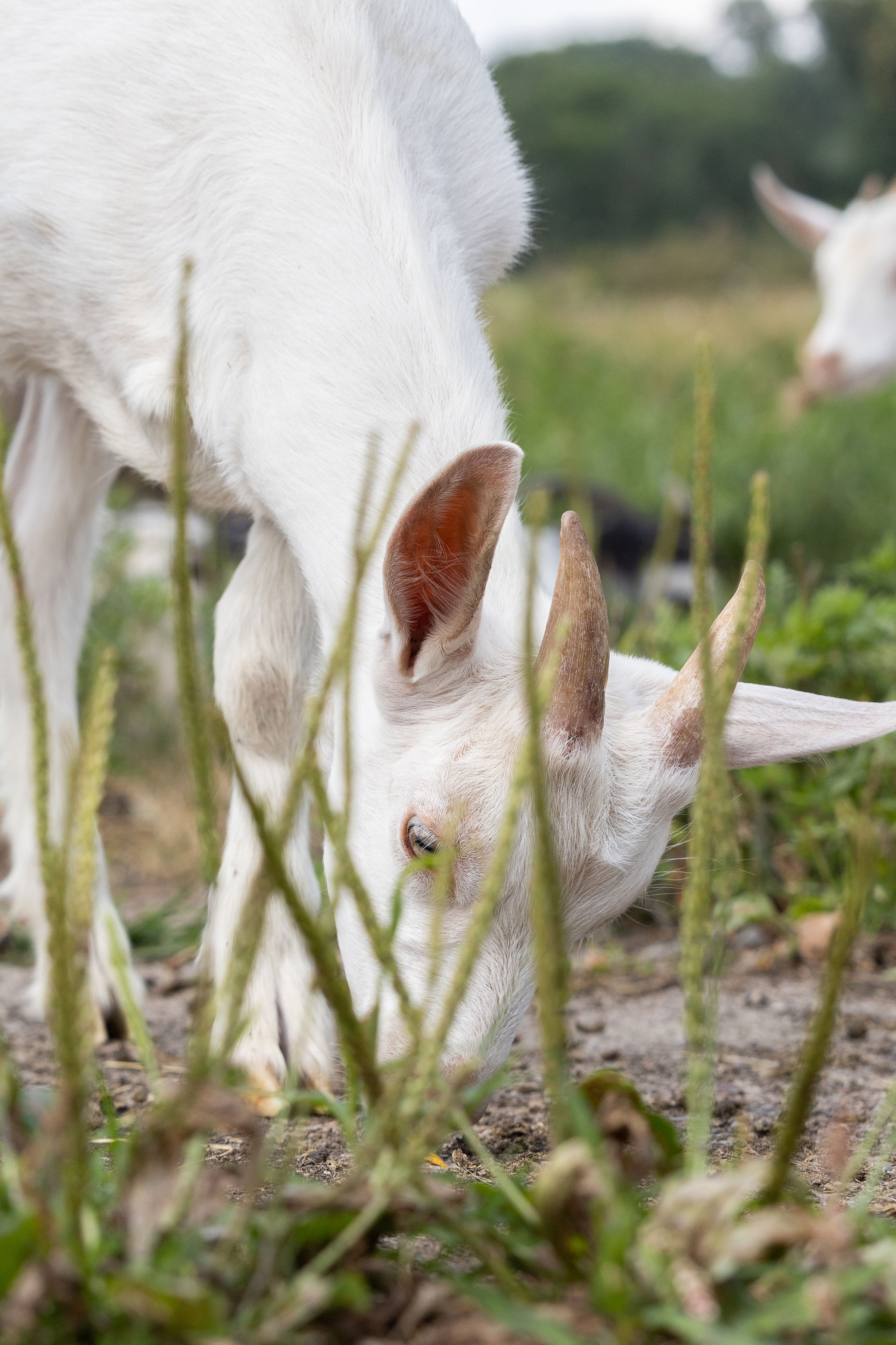 baby goat,Harlow the Three Legged Goat