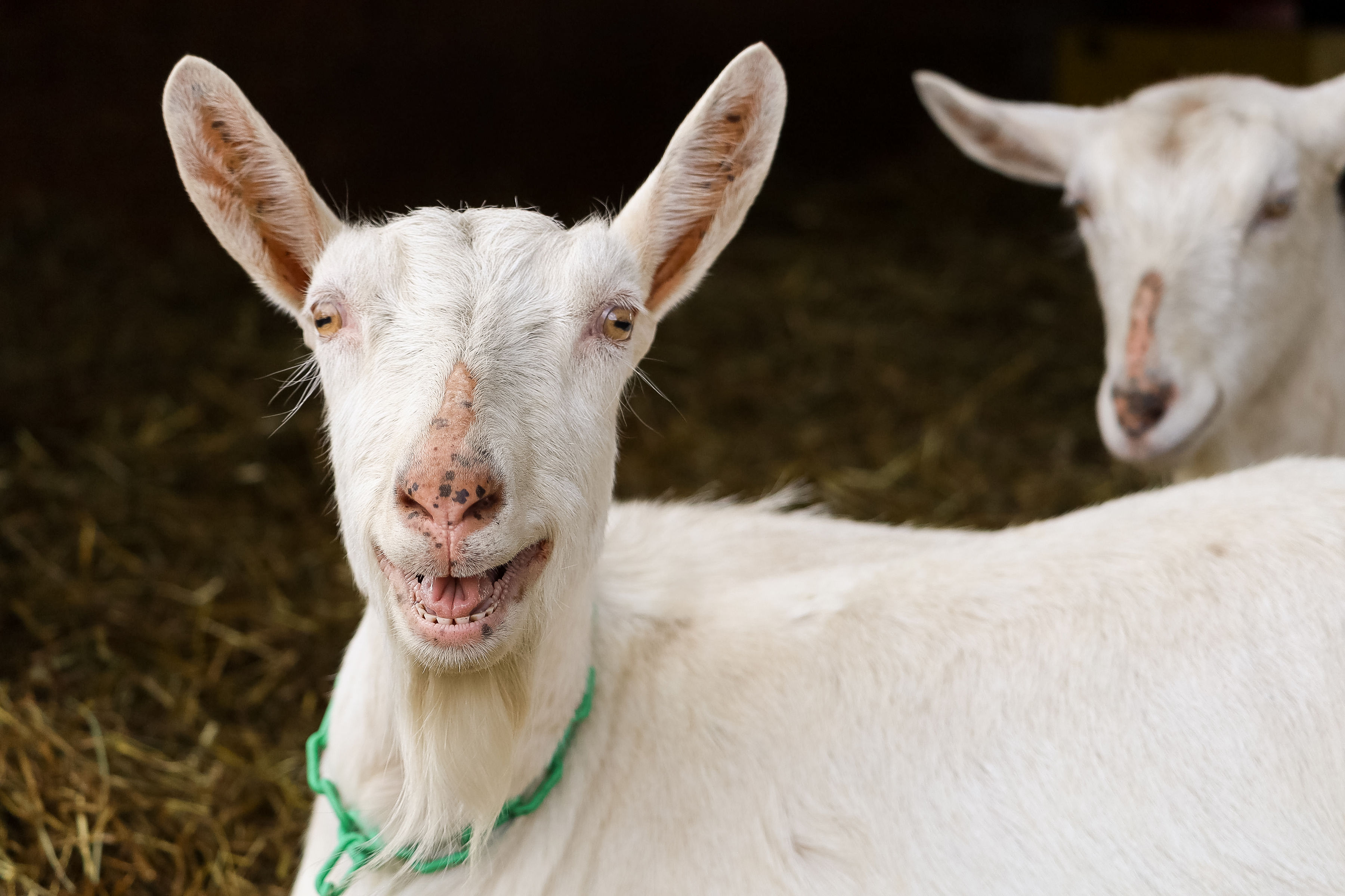 smiling happy goat