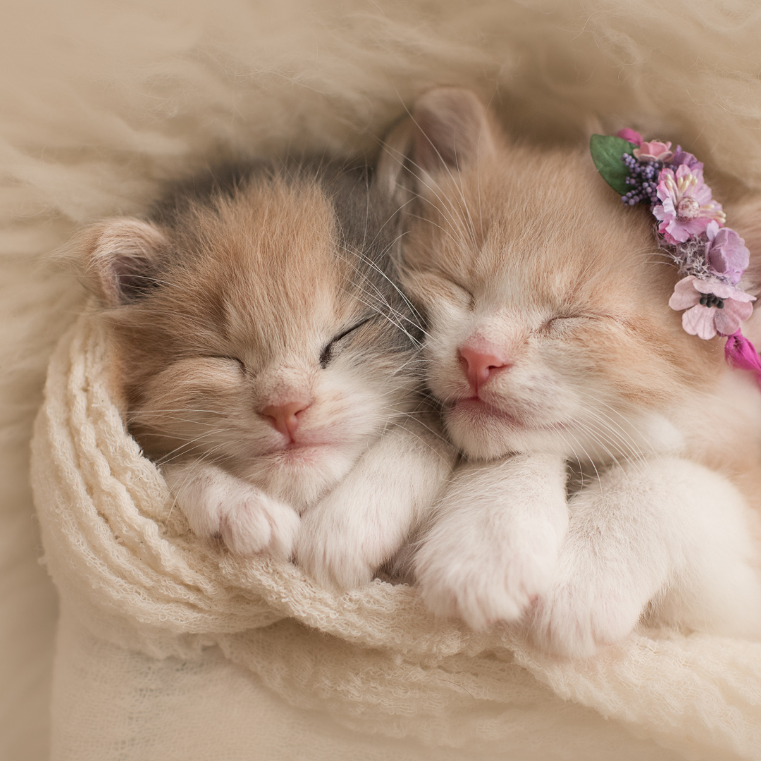 Kitten Shop | Piccard Pets