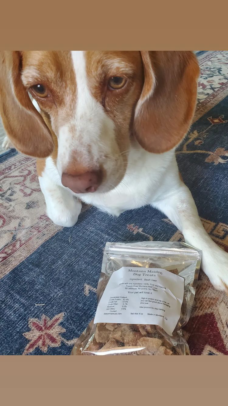 Beagle begging for Maiden Montana Pet Treats