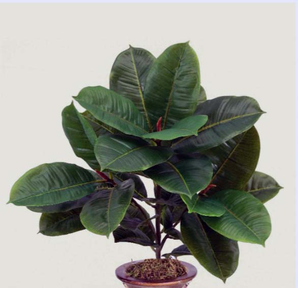 22 inch Artificial Silk Rubber Plant with Real Touch Leaves-Silk Plants Canada