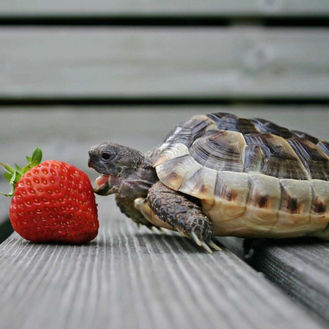 Turtle Food | Piccard Pets