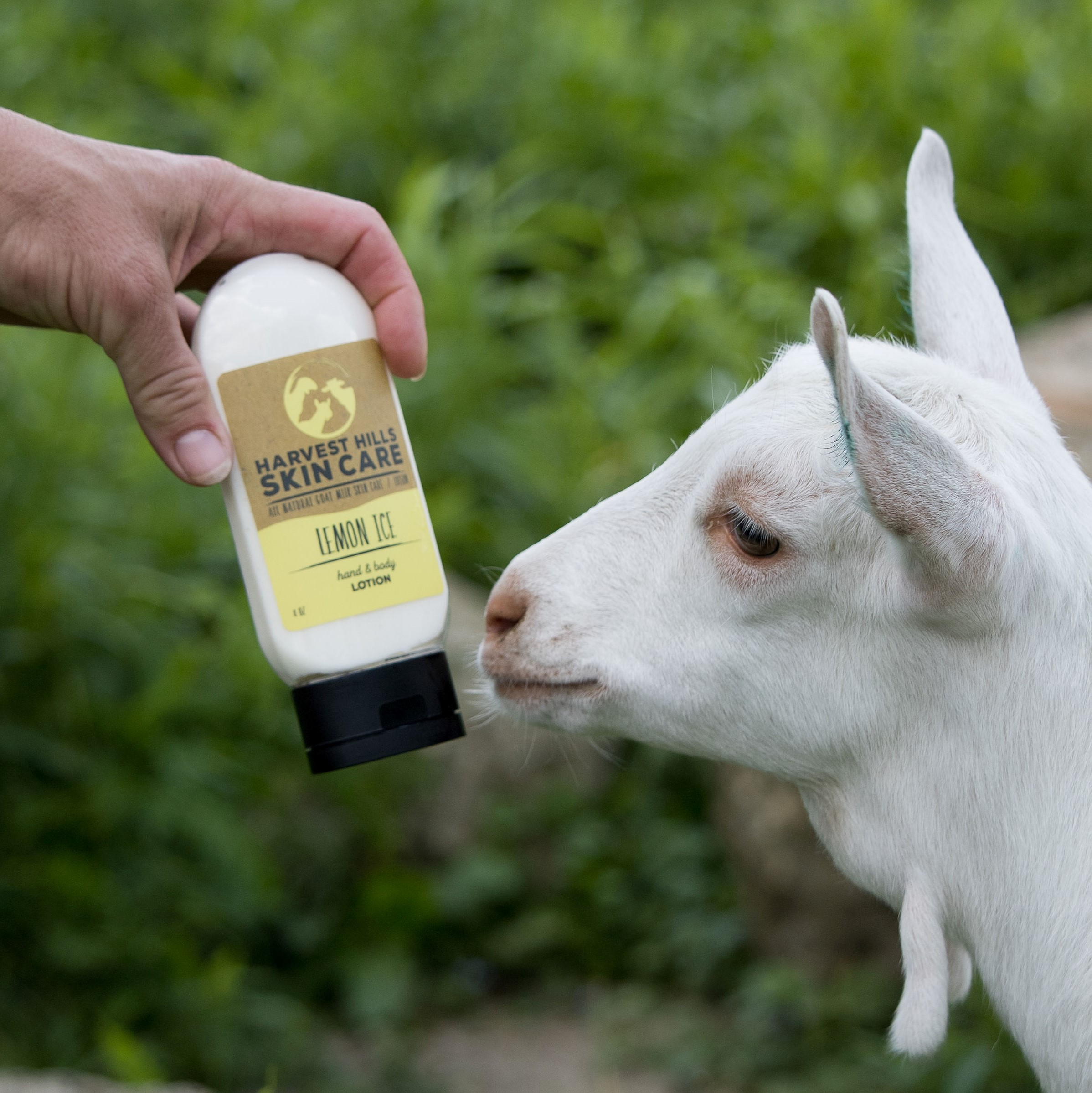 baby goat with goat milk lotion