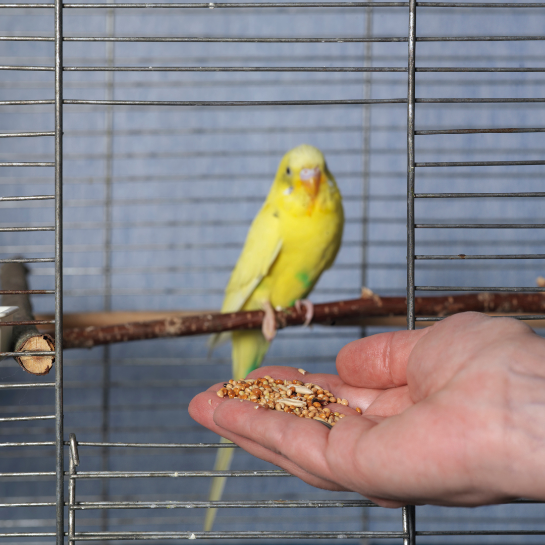 Shop Bird Food & Treats at Piccard Pets