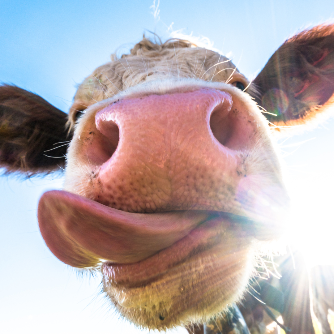 Cow Supplies | Piccard Pets