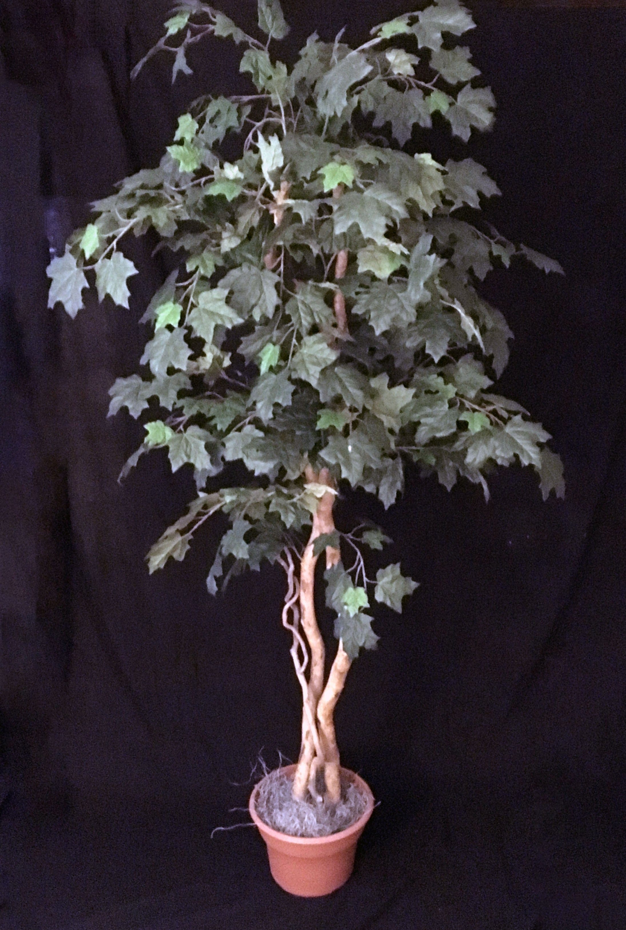 6 Foot Artificial Silk Canadian Maple Tree | Silk Plants Canada