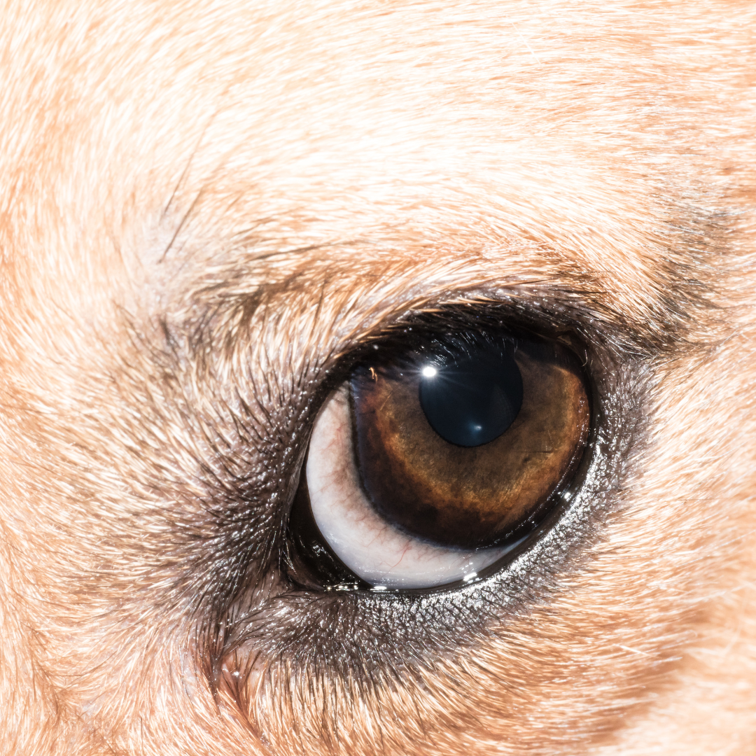 Eye Care Products | Piccard Pets