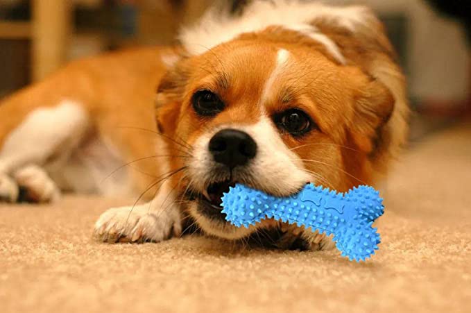 Dog Bone Chewing Toy