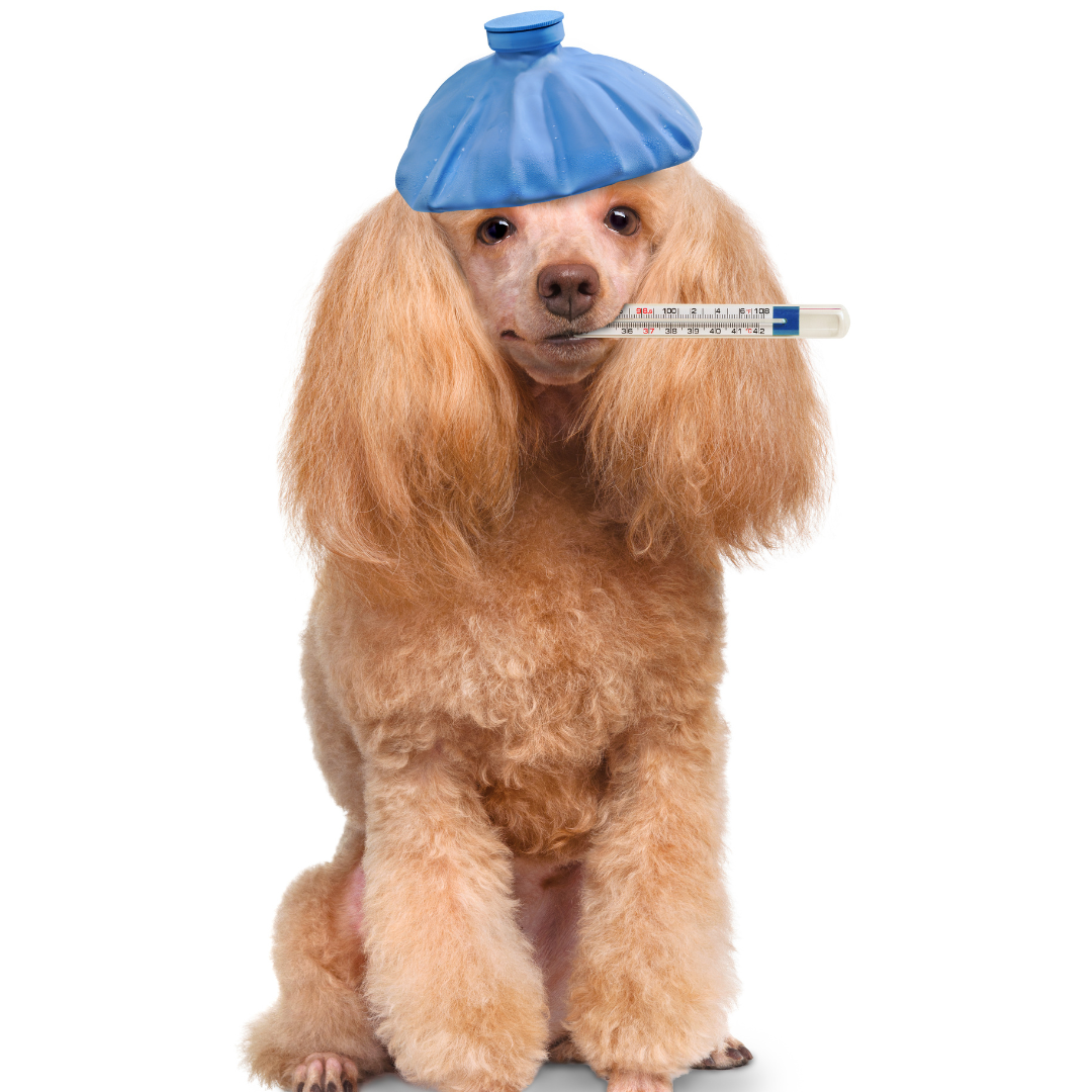 Can dogs take Emetrol? | Piccard Pets