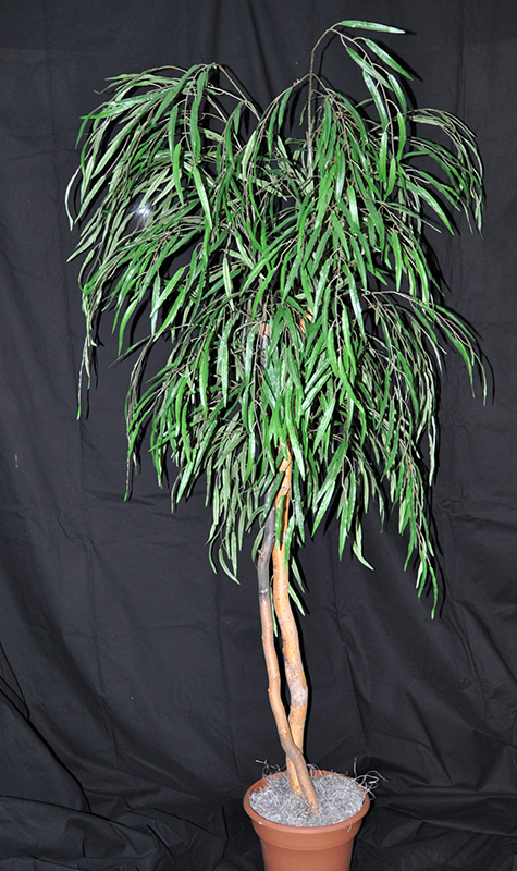72 inch Artificial Silk Weeping Willow Tree Custom Made on Natural Wood